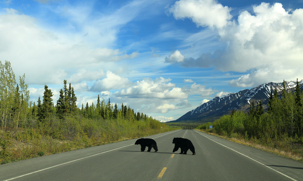 Top Domestic Destinations in Canada: Black Bears crossing a remote highway in Canada. Haines Highway, Kluane National Park. Yukon Territory, Canada.