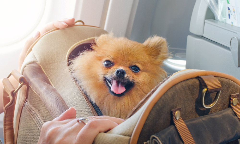 How to fly with pets on plane