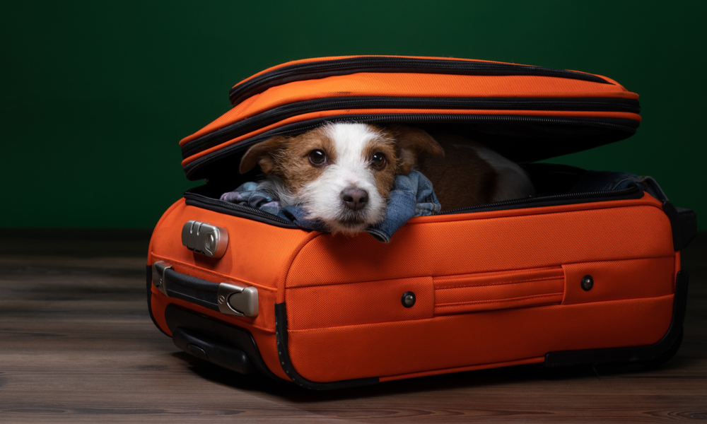 Going on Paw-cation! 6 Tips on How to Fly with Your Pet - Getting There