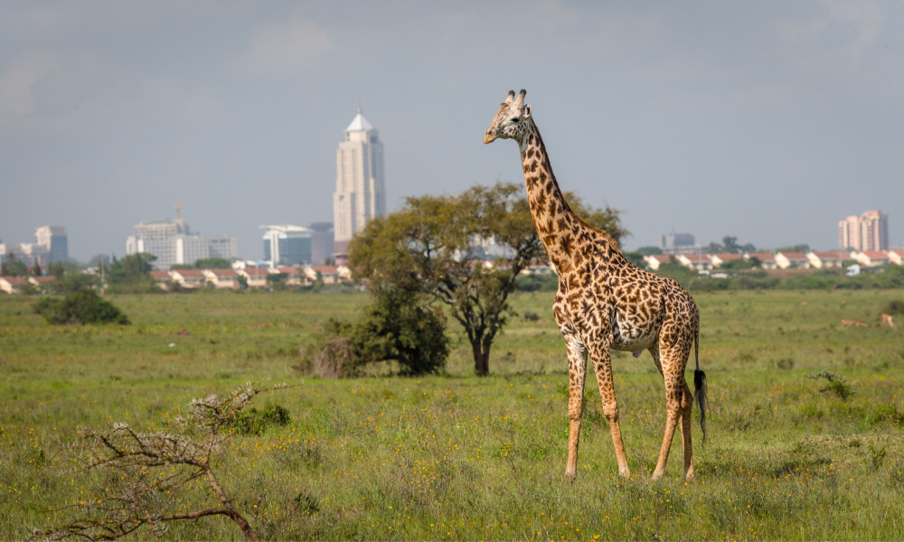 Giraffe in Nairobi city the capital of Kenya. Nairobi national park. Architecture of Nairobi in the background of beautiful giraffe.