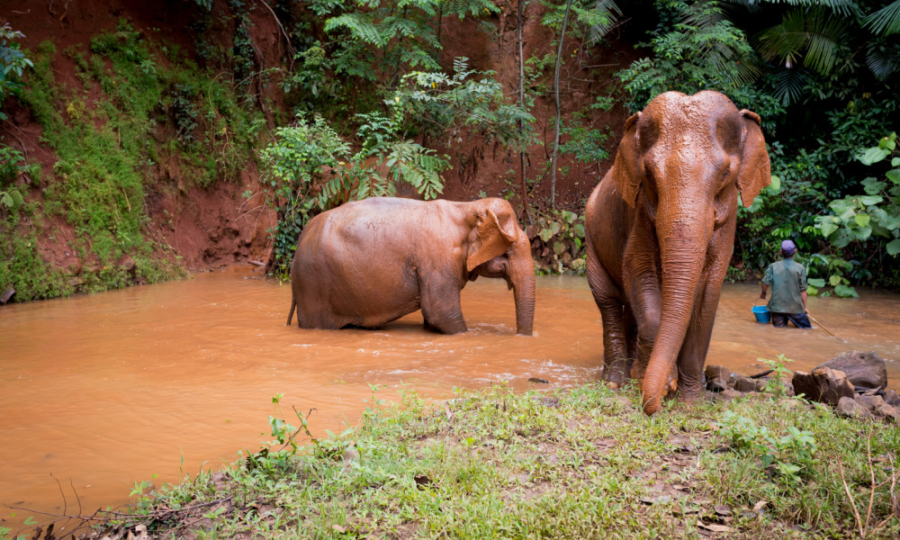 elephants in cambodia