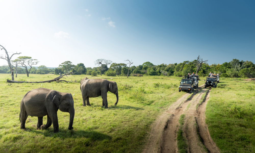 elephants in sri lanka