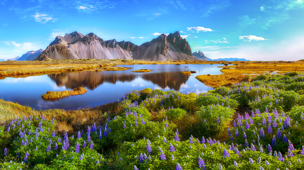 Beautiful sunny day and lupine flowers on Stokksnes cape in Iceland. Location: Stokksnes cape, Vestrahorn (Batman Mount), Iceland, Europe.