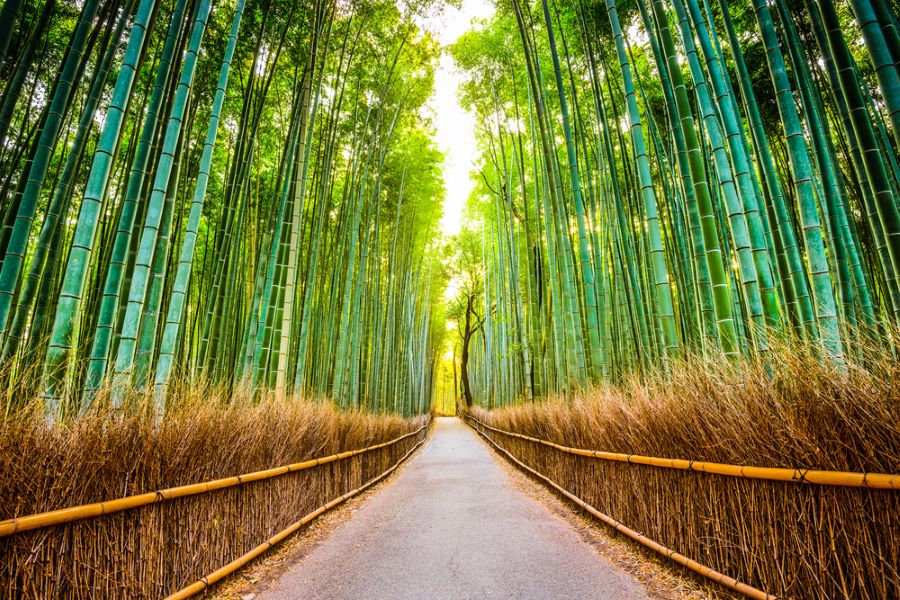 Kyoto, Japan, Sagano bamboo forest.