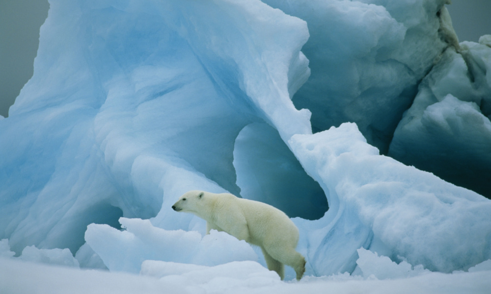 Polar bear in Greenland