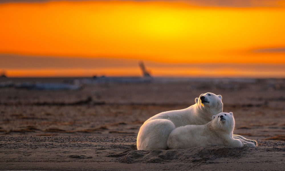 Polar bears at Kaktovik, Alaska