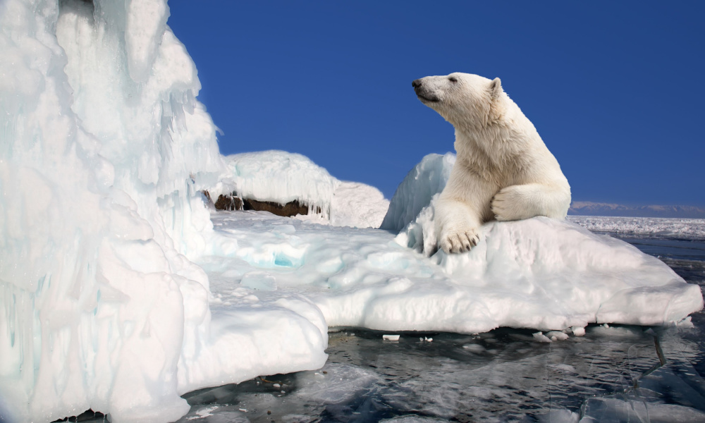 Polar bear in the ice