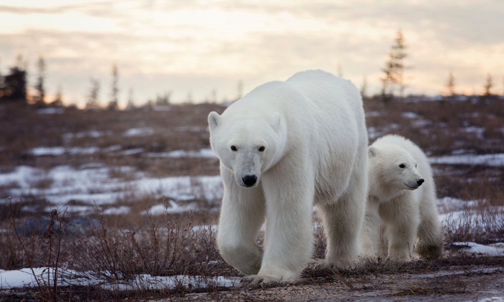 Polar Bears in Churchill