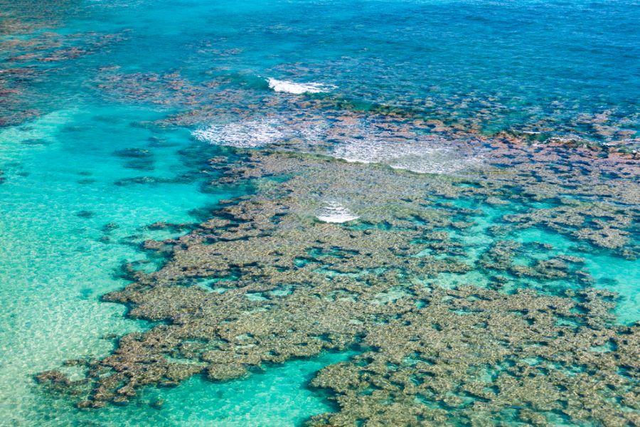 Coral reef, Hanauma Bay, Oahu, Hawaii