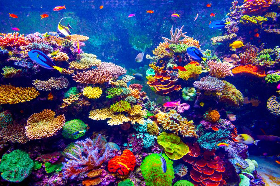 Coral Reef, Fiji