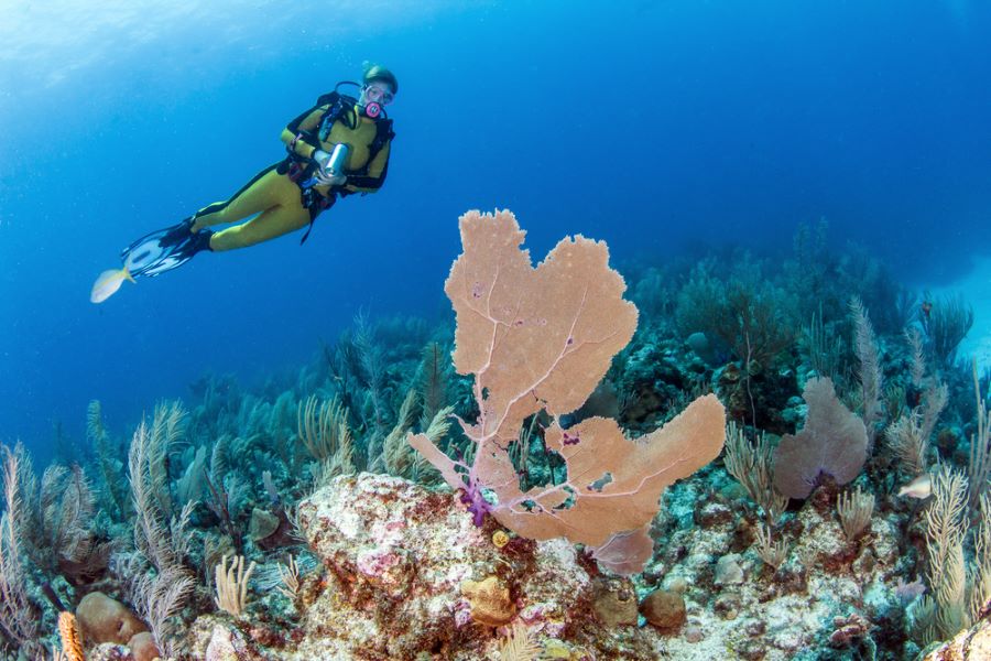 Coral Reef, Belize 