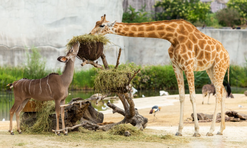 Giraffe feeding