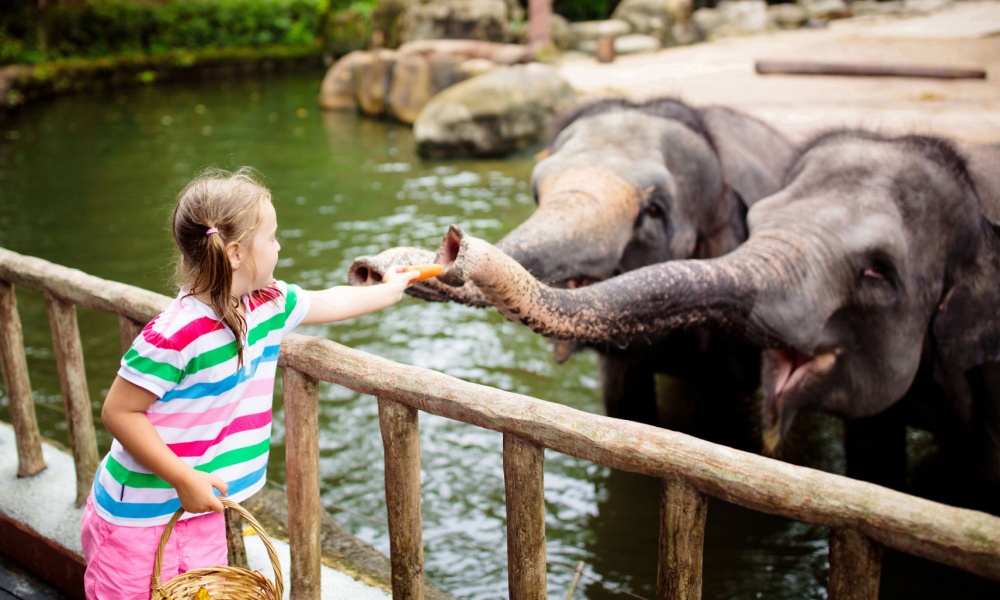 Girl feeding elephant in zoo