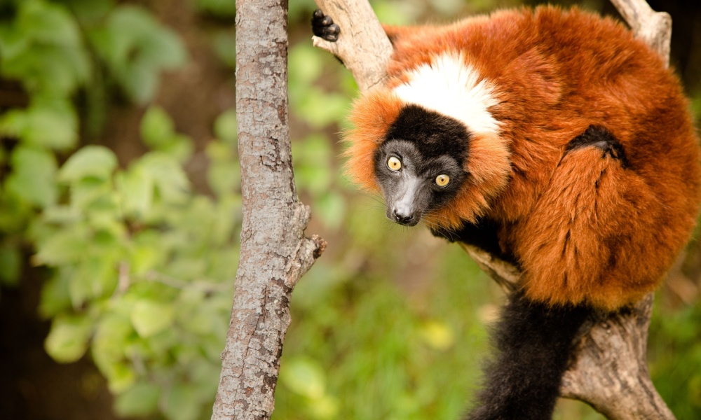 Red Ruffed Lemur