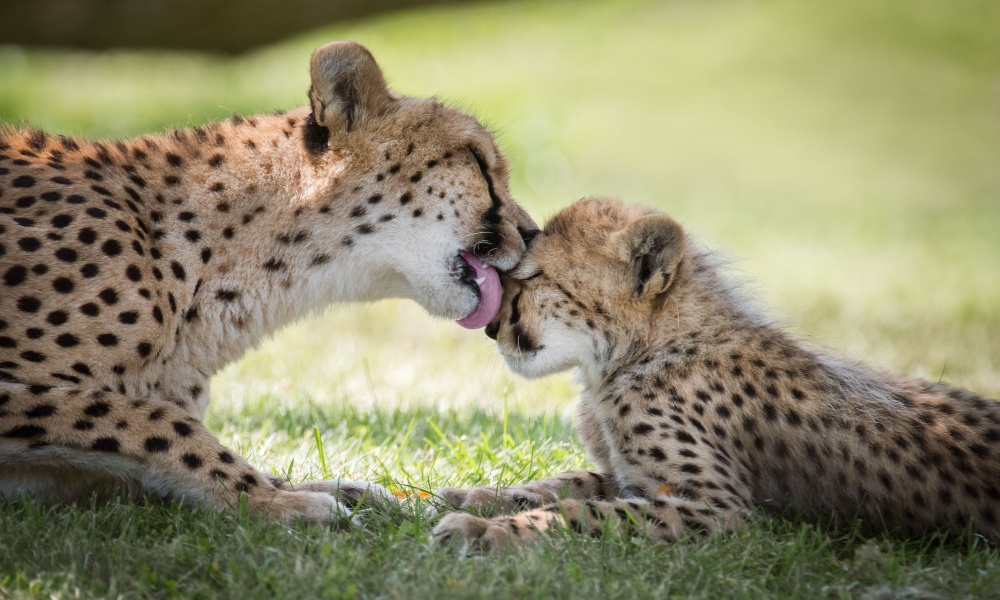 A cheetah grooms her cub at the Toronto Zoo