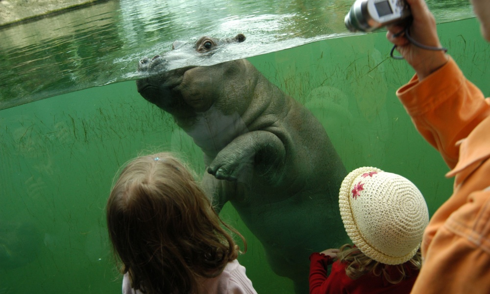 Tree-months-old hippopotamus at Berlin Zoo, Germany.