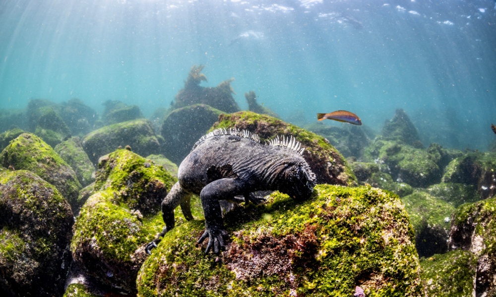 Marine iguana eating algae in the Galápagos Islands, Ecuador.