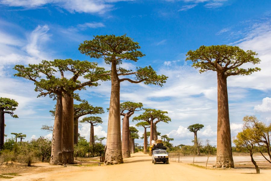 Fully loaded car driving through the Alley of the Baobabs with green leaves during the sunny bright hot day with blue sky and white clouds above