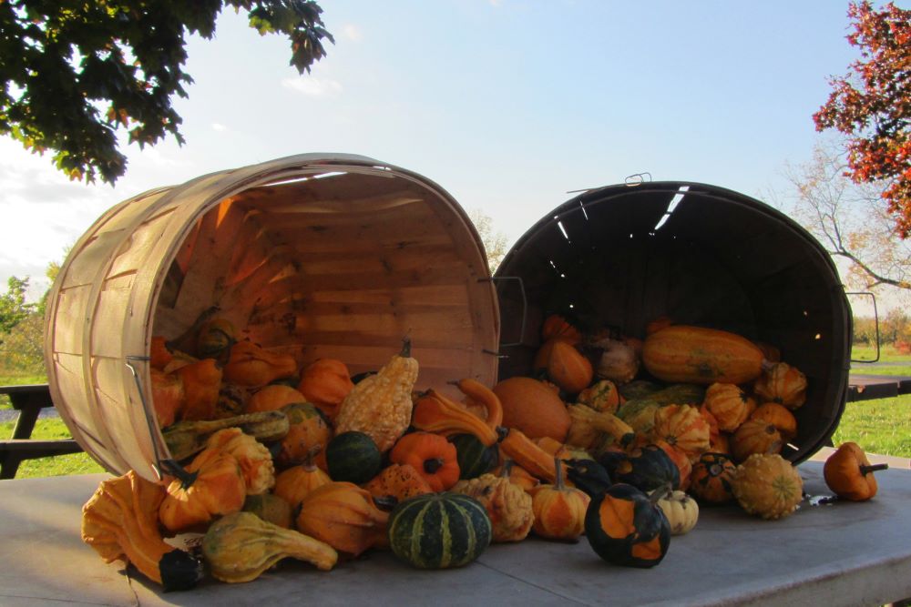 Niagara on the Lake fall gourds