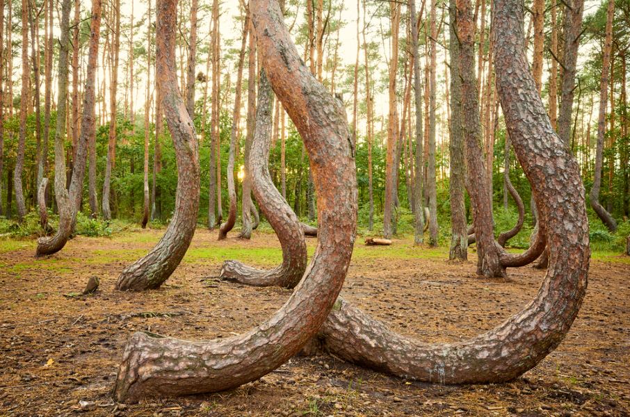 The Crooked Forest, Gryfino, Poland