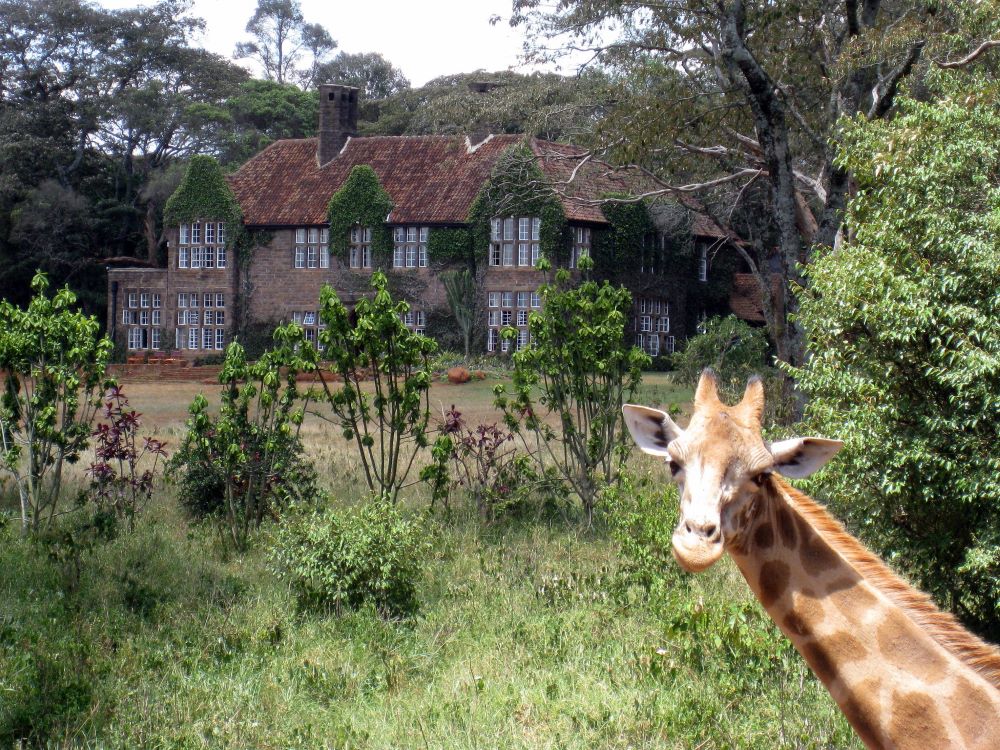 Giraffes at Giraffe Manor