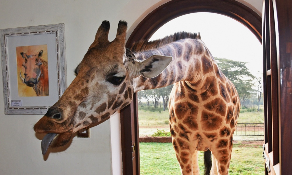 Cute giraffe peeking its head in the window