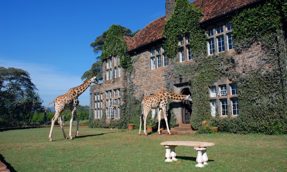 Giraffes at Giraffe Manor