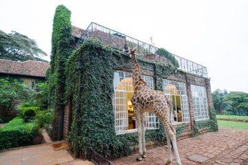 One giraffe at the Giraffe Manor