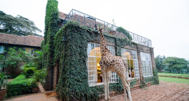 One giraffe at the Giraffe Manor