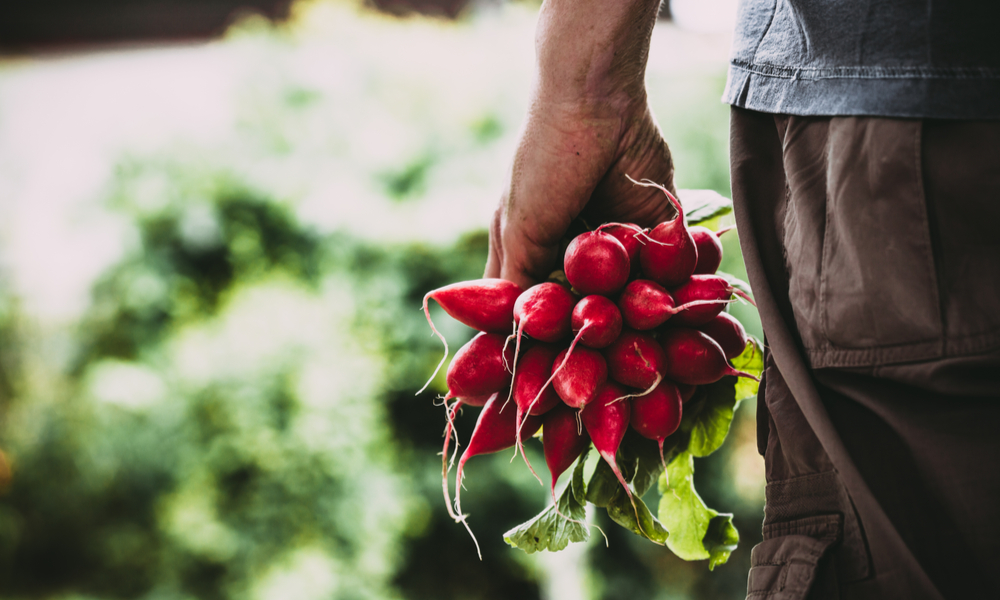 Radishes